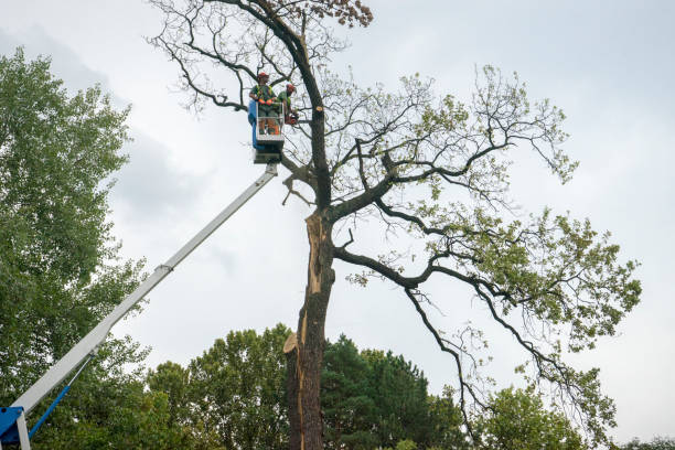 How Our Tree Care Process Works  in  Muskego, WI