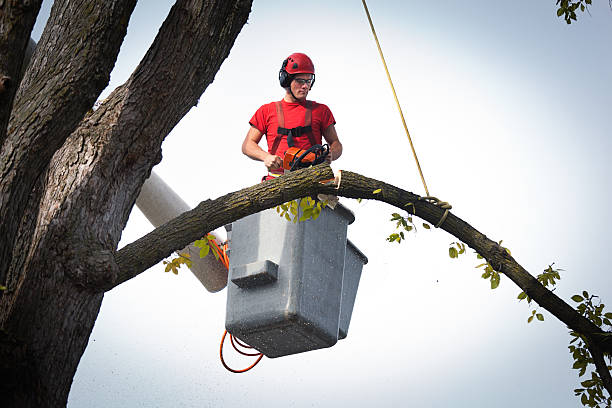 Best Root Management and Removal  in Muskego, WI