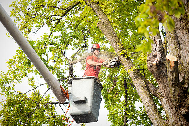 Professional Tree Services in Muskego, WI