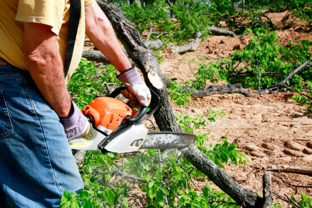 Best Tree Cabling and Bracing  in Muskego, WI